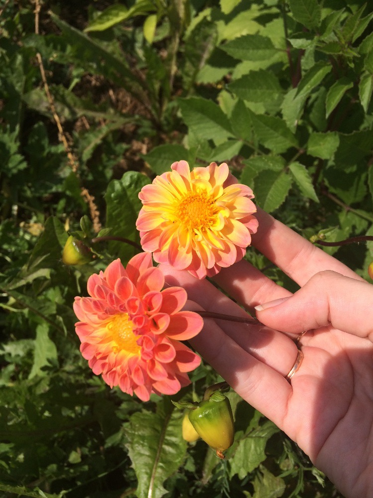 Георгина "Клеопатра" микс, 0,1г недорого в Хабаровске