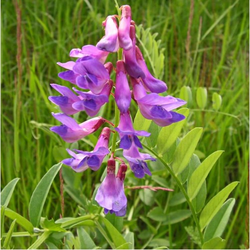 Сидерат "Вика яровая", 0,5кг недорого в Хабаровске