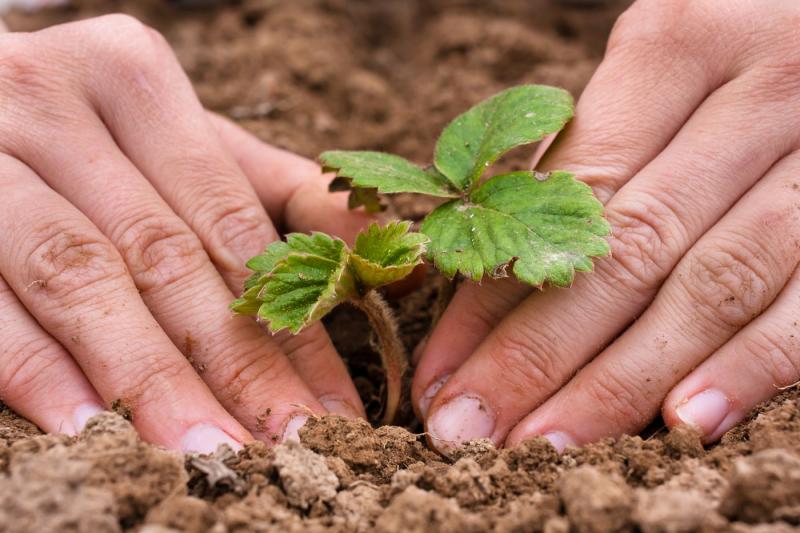 Посадка клубники фриго Посадка клубники фриго