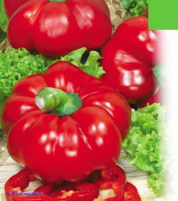 Перец "Ольга F1" (Седек) недорого в Хабаровске