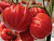 Томат "Сарра" F1 (5шт) недорого в Хабаровске