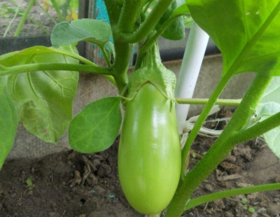 Баклажан "Изумруд F1" (Седек) недорого в Хабаровске