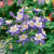 Аквилегия Голубая звезда (Аэлита) недорого в Хабаровске