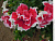 Петуния "Ред энд Уайт" F1 (Плазмас) недорого в Хабаровске